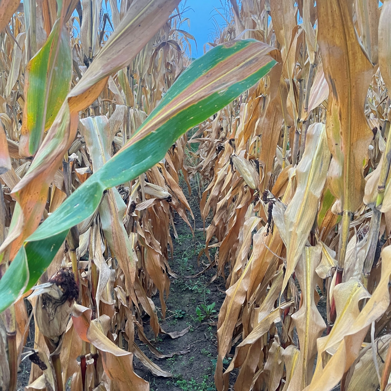 Close-up view between rows of mature corn plants with dry, brown leaves and ears visible, showing late-season or pre-harvest conditions.